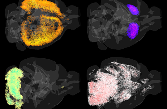 UCSF Researchers Use Gene Expression Data to Map Cell Types in the CNS