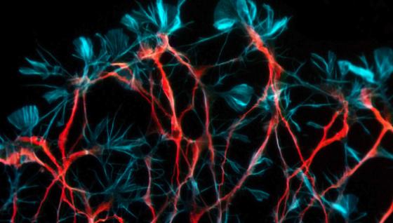 neurons